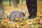 Adventures of a gray cat on a leash and his male owner in yellow leaves in the forest. Legs of a cat owner and a pet in