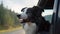 Adventurous Border Collie Dog: Head out the Car Window created with ia