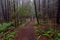 Adventurous female friends are hiking Juan de Fuca Trail