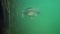 Adventurous footage of miror carp turning around in nature habitat. Huge water volume with offshore vegetation