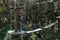 Adventurous Girl Having Fun on Treetop Obstacle Course