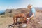 Adventurous Hiker giving water from plastic bottle to his hungarian vizsla dog. Panoramic Mountain landscape