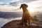 Adventurous little hiking dog on top of a mountain