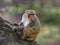 Adventurous Monkey Explores Precarious Mountain Perch - Wildlife Stock Photo