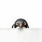 Adventurous Penguin Curiously Peeking Around a Corner Amidst Scenic Background. Generative AI