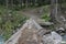 Adventurous trekking path of tree log as a bridge on river panjkora in Kumrat valley