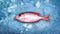 Advertising photography fish lying on ice