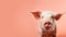 Advertising portrait, banner, pink pig, piglet with a pink new, looking straight at the camera, isolated on a pink