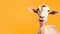 Advertising portrait, banner of a smiling white beautiful lone goat isolated on a neutral yellow background. Generated