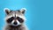 Advertising portrait, banner, straight look racoon gray color, isolated on blue background