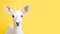 Advertising portrait, banner of white beautiful lone white albino deer with small horns isolated on a neutral blue