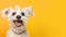 Advertising portrait, banner of a white fluffy dog, with a smiling look, open mouth, and a red collar, isolated on a