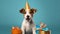 Advertising portrait of a jack russell terrier dog puppy wearing a party cap around gifts on blue background