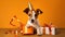 Advertising portrait of a jack russell terrier dog puppy wearing a party cap and touches a gift with a paw on orange