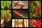 Advertising of spicy food. New Collage of hot peppers. Advertising chili sale. Different kinds of chili.