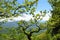 Adygea, mountain landscape in spring. In the background of the main Caucasian ridge