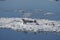 AdÃ©lie penguins and Weddell seals coexist in the Weddell Sea.