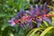 Aechmea Blue Tango Bromeliad flower