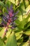 Aechmea Bromeliad flower with spiked green leaves and a hot pink flower