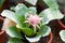 Aechmea fasciata flower