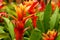 Aechmea Fasciata pineapple flowers