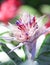 Aechmea fasciata or Silver vase colorful flower plant bloomin in park background