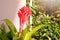 Aechmea fasciata, Urn Plant, Bromeliaceae, guzmania. Bromeliad or vriesea flower in garden. Close up of orange bromeliad flower.