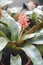 Aechmea fulgens