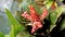 Aechmea fulgens plant with flowers. Beautiful ornamental and decorative plant