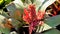 Aechmea fulgens plant with flowers. Beautiful ornamental and decorative plant