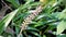 Aechmea gamosepala also known as Matchstick Bromeliad