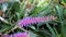 Aechmea gamosepala also known as Matchstick Bromeliad