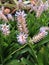 Aechmea gamosepala flower.