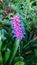 Aechmea gamosepala - Matchstick Bromeliad in the garden