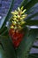 Aechmea nudicaulis, Brazilian bromeliad common in the Atlantic R