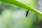 Aedes aegypti Mosquito. Close up a Mosquito Mosquito on leaf,Mosquito Vector-borne diseases,Chikungunya.Dengue fever.Rift Valley