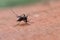 Aedes albopictus mosquito sucking blood on skin,