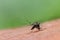 Aedes albopictus mosquito sucking blood on skin,