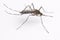 Aedes elsiae mosquito