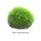 Aegagropila linnaei, known as Marimo, Ball seaweed, Cladophora ball, Lake ball, Mossimo or Moss Balls