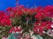 Aegean Bloom: Vivid Bougainvillea Against a Greek Island Sky