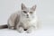 Aegean Cat On White Background. Generative AI