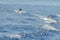 Aegean Sea Jumping Dolphin