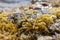 Aegean sea marble rocks in seaweed in clear water