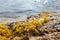 Aegean sea marble rocks in seaweed in clear water