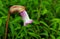 Aeginetia indica,  Indian broomrape or forest ghost flower