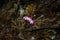 Aegires villosus Nudibranch