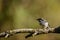 Aegithalos caudatus - The myth is a species of passerine bird in the Aegithalidae family.