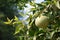 Aegle marmelos or indian bael fruit on the tree.