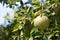 Aegle marmelos or indian bael fruit on the tree.